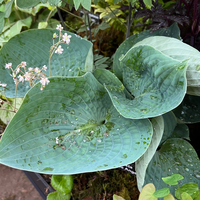 Hosta fortunei (sieboldiana) var. sieboldiana 'Blu